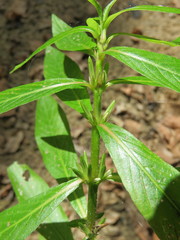 Hygrophila lacustris
