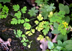 Corydalis ochotensis