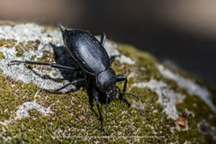 Blaps lusitanica