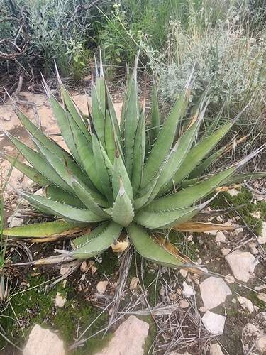 Slim-footed agave (Agave gracilipes)
