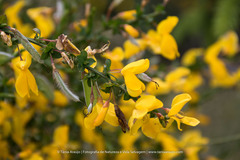 Cytisus grandiflorus