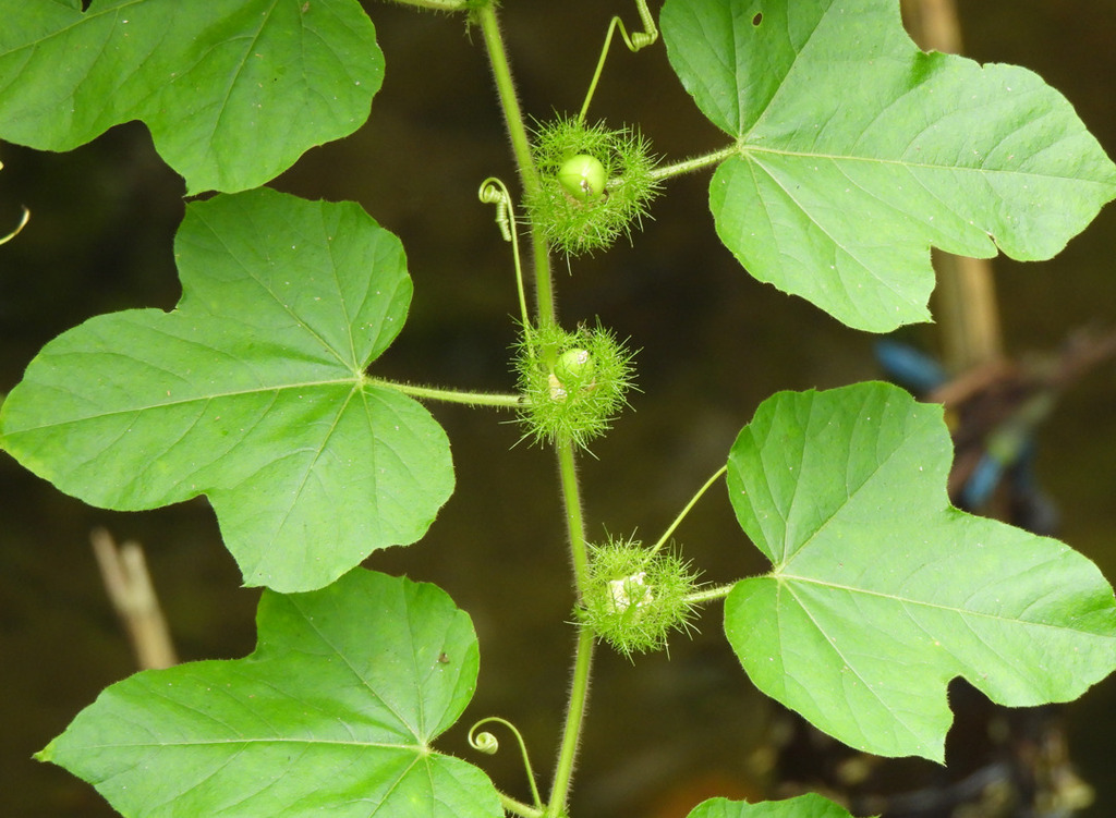 Fetid passionflower (Passiflora foetida)