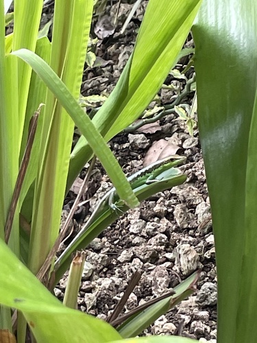 Emoia cyanogaster observed 2025-07-03
