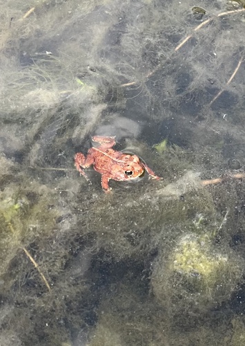 Eastern American Toad
