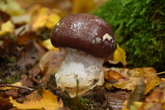 Cortinarius praestans