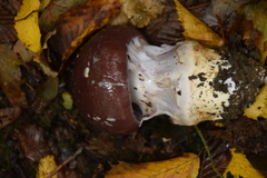 Cortinarius praestans