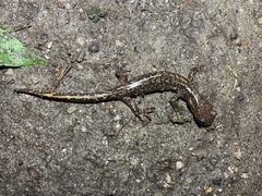 Tsinpa Salamander photo 3