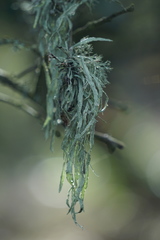 Ramalina leptocarpha