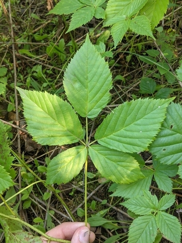 Big Horseshoe Lake dewberry (Rubus stipulatus)