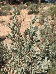 Cistus halimifolius