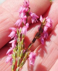 Erica chlamydiflora