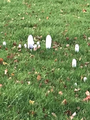 Coprinus comatus
