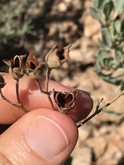 Cistus halimifolius