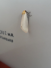 Chrysoecia thoracica