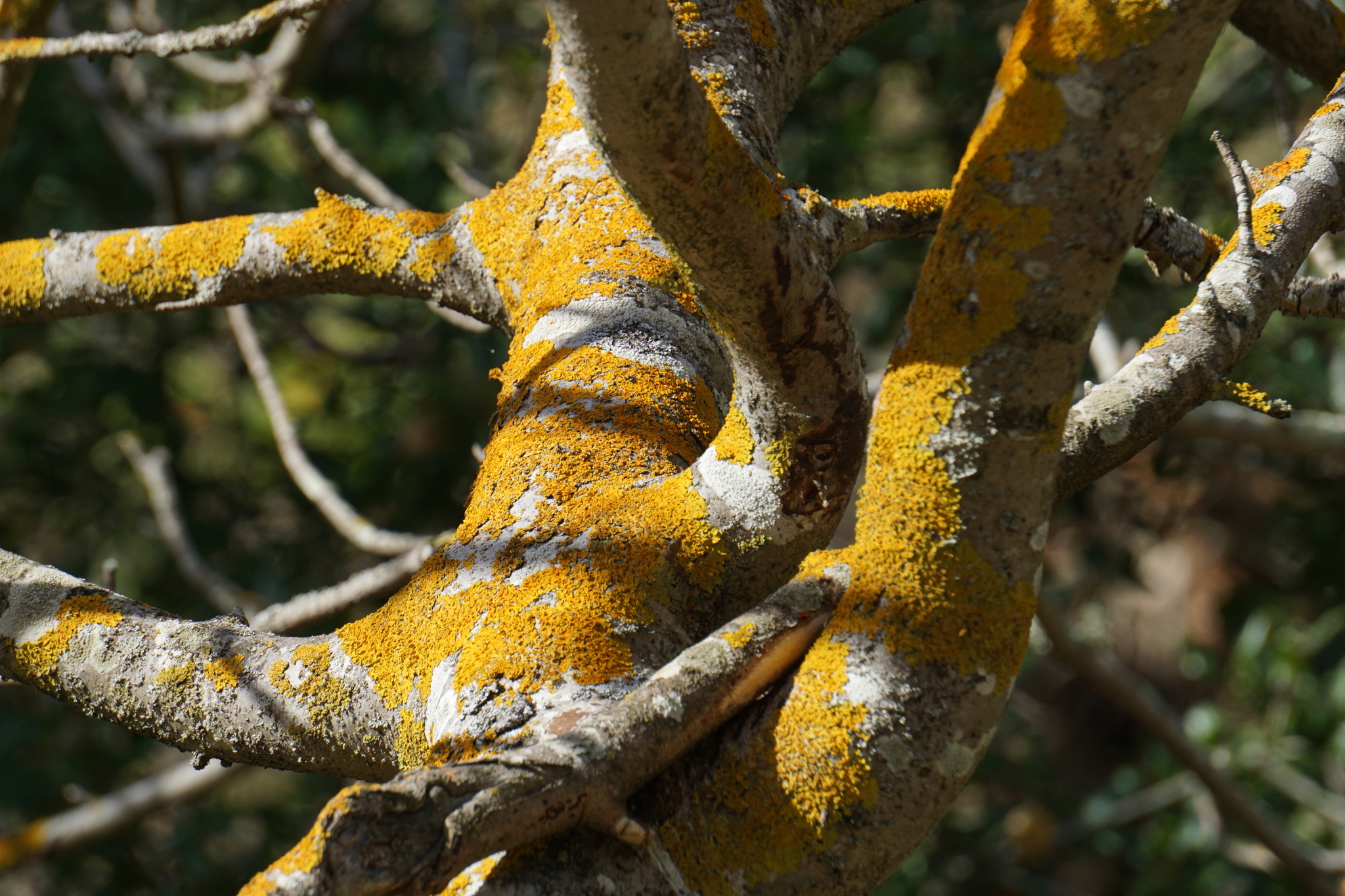 Xanthoria parietina var. parietina image