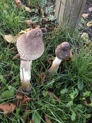 Macrolepiota procera