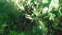 Tradescantia spathacea