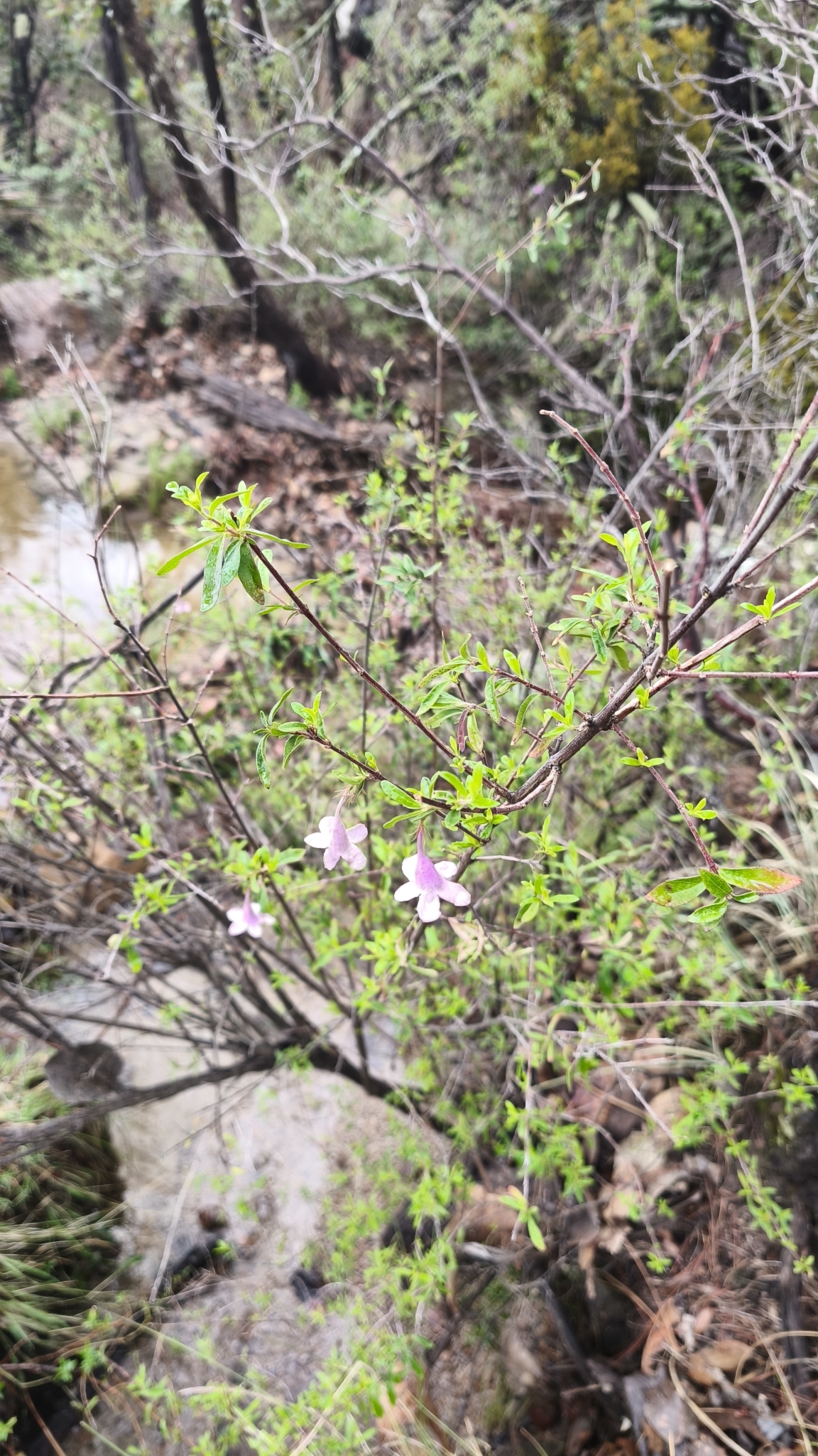 Vesalea occidentalis