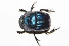 Phanaeus blackalleri