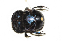 Phanaeus blackalleri