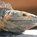 Iguana Negra de Cola Espinosa - Photo (c) edu aguilera, algunos derechos reservados (CC BY-NC)