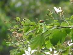 Chloropsis aurifrons