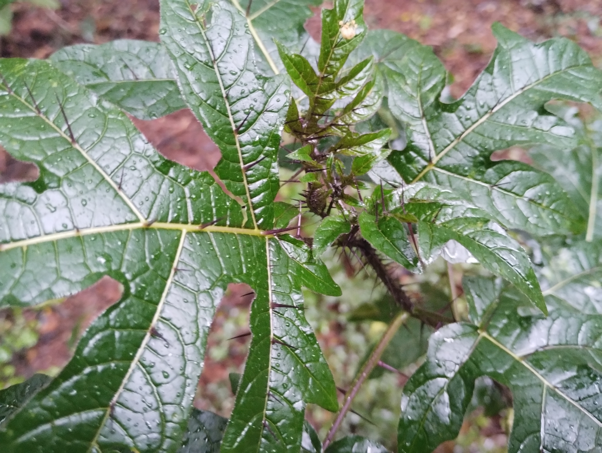 Solanum atropurpureum