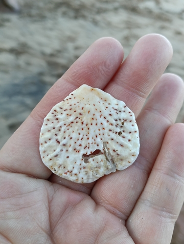 Plicatula australis