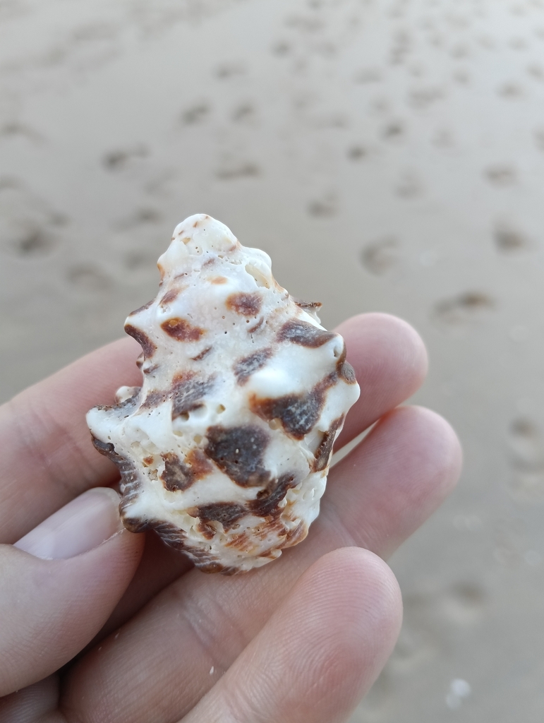 Humped rock shell
