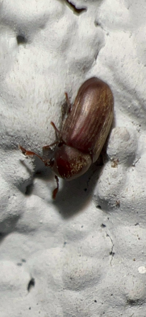 Calymmaderus obsoletus