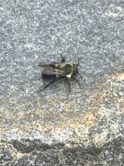 Bombus impatiens