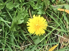 Taraxacum erythrospermum