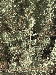 Cistus halimifolius
