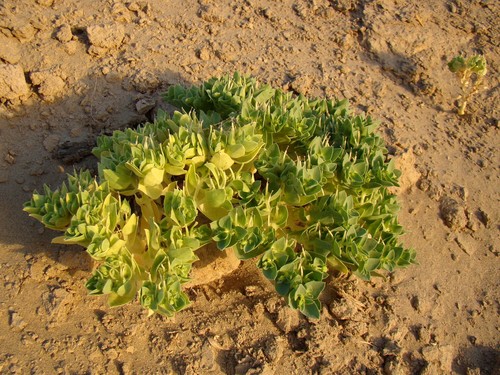 Euphorbia turczaninowii