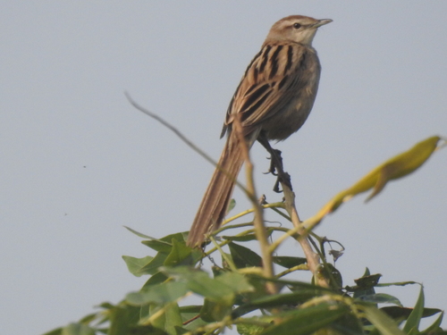 Striated Grassbird (Megalurus palustris), photo 6
