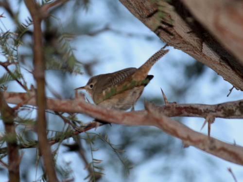 Troglodytes aedon atacamensis