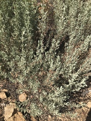 Cistus halimifolius