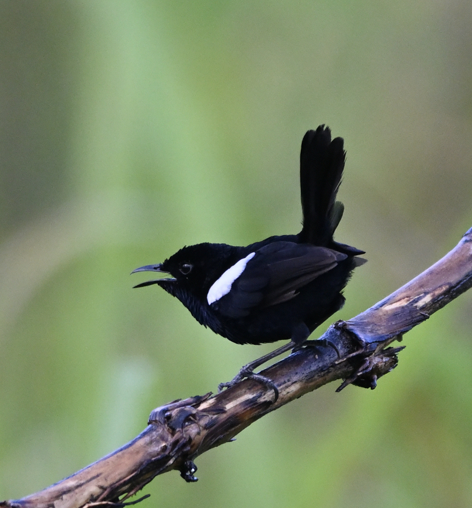 White-Shouldered Fairywren