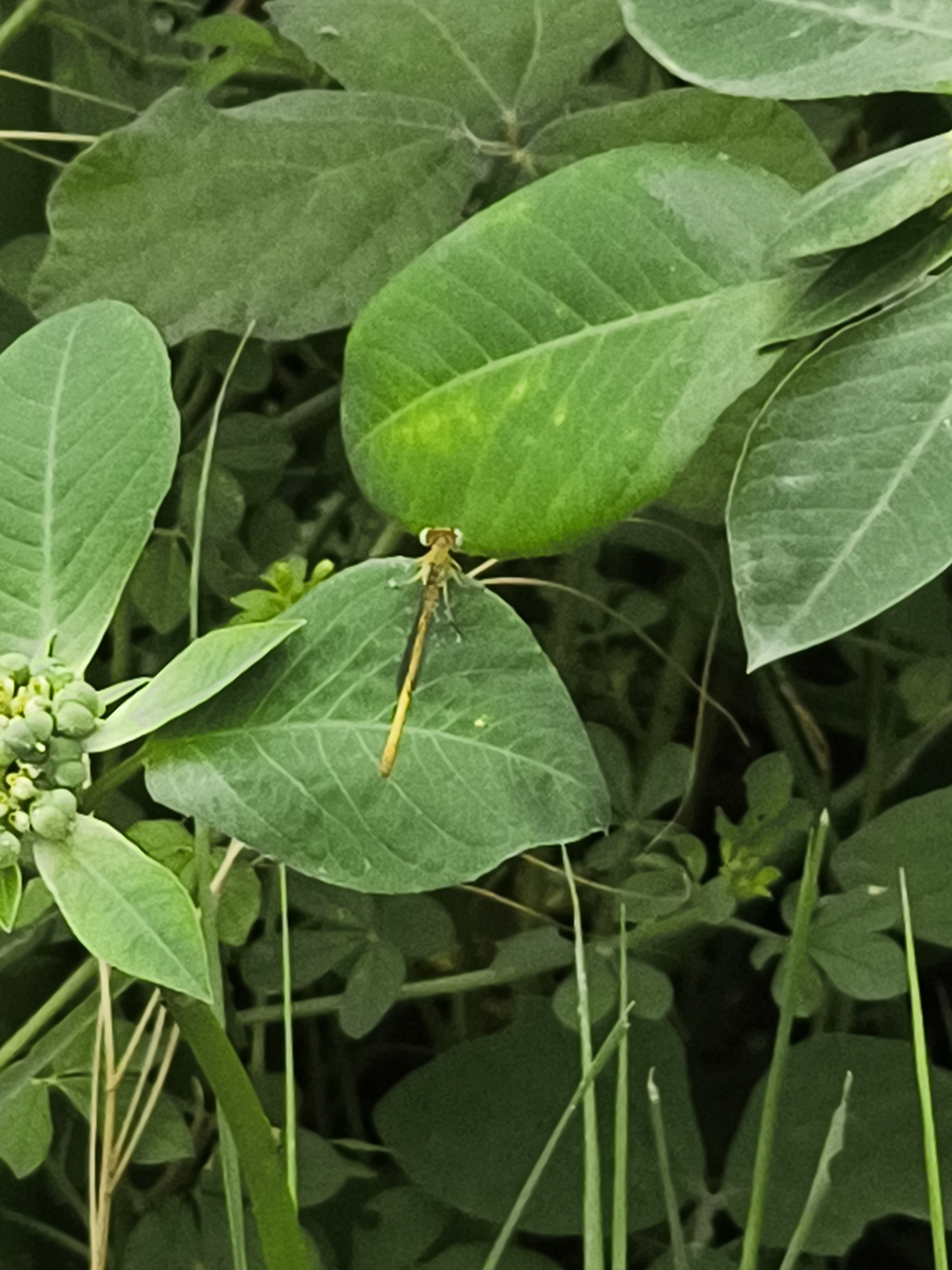 Coromandel Marsh Dart