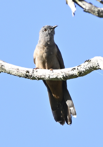 Cacomantis variolosus