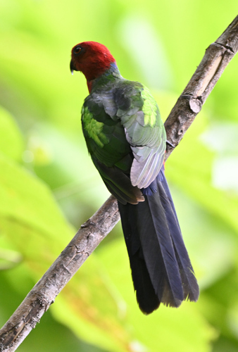 Alisterus chloropterus observed 2025-06-17
