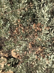 Cistus halimifolius