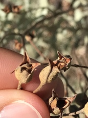 Cistus halimifolius