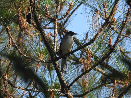 Grey Sibia (Heterophasia gracilis), photo 4