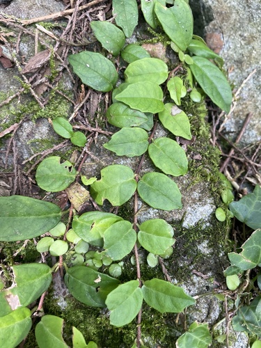 Pileostegia viburnoides iNat (2)