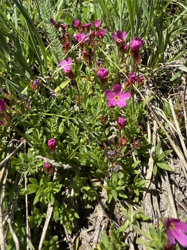 Bloom Peak dwarf-primrose (Douglasia conservatorum)