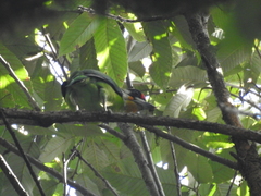 Psilopogon franklinii