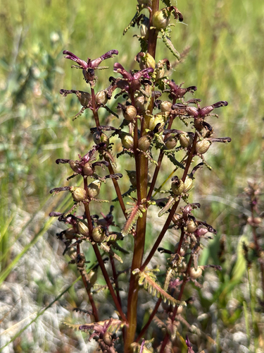 pedicularis parviflora