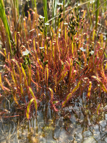 Slenderleaf sundew (Drosera linearis)