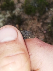 Pedioplanis lineoocellata